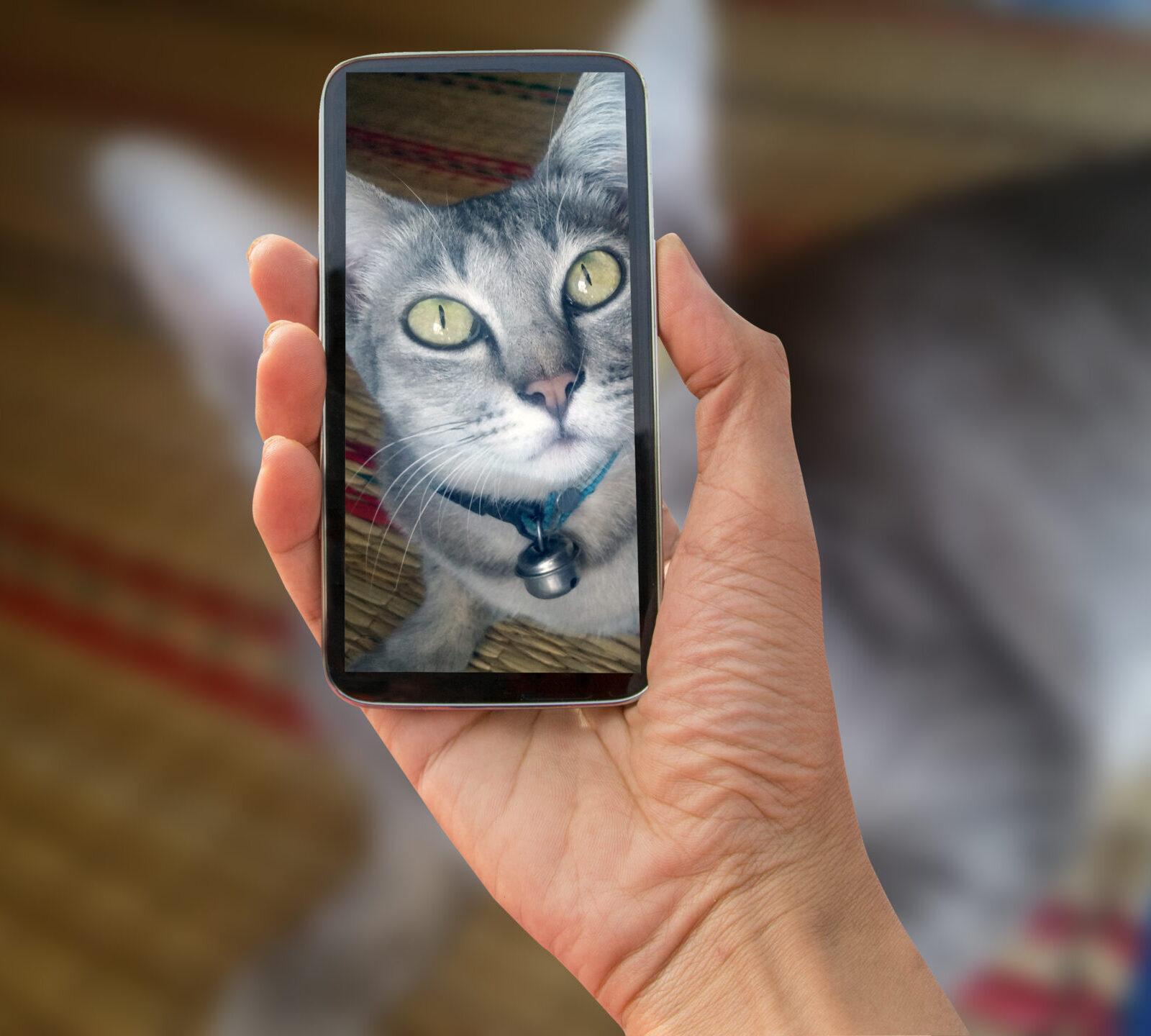 Cat photo